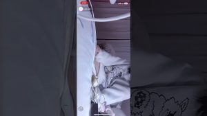 tiktok ライブ　パンチラ配信